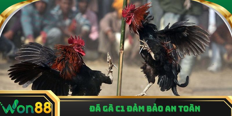 Đá gà c1 đảm bảo an toàn