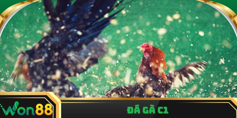 Đá gà C1