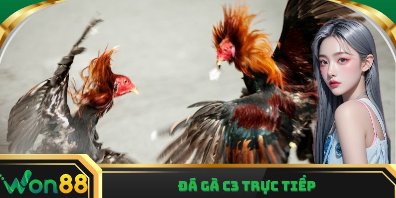 Đá gà C3 trực tiếp