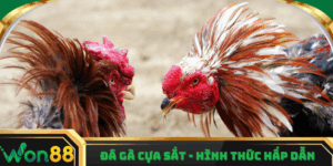 Đá gà cựa sắt