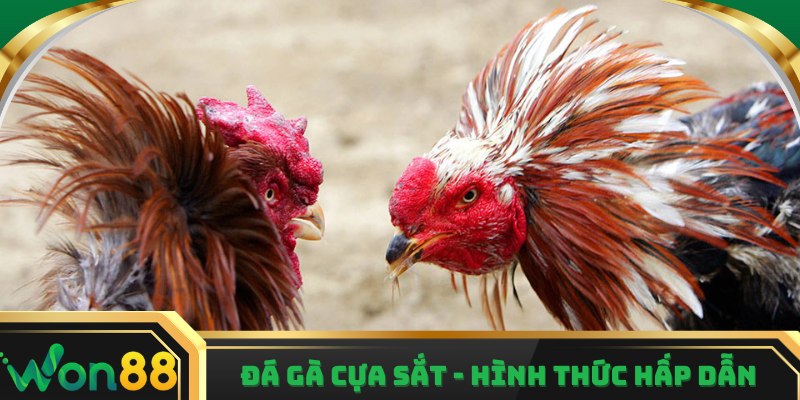 Đá gà cựa sắt