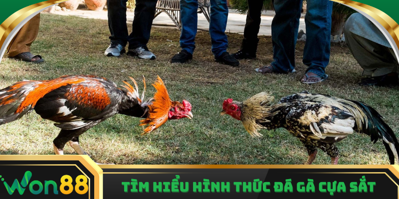 Cập nhật sơ lược về hình thức đá gà cựa sắt