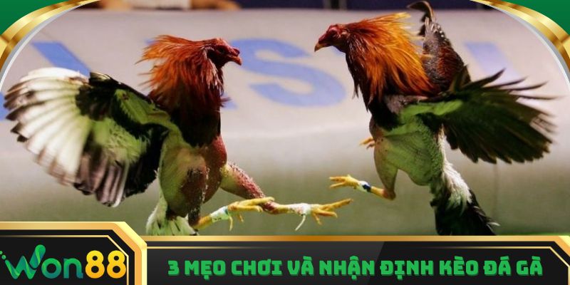 Tham khảo 3 mẹo chơi và nhận định kèo đá gà