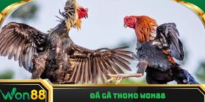 Đá gà Thomo