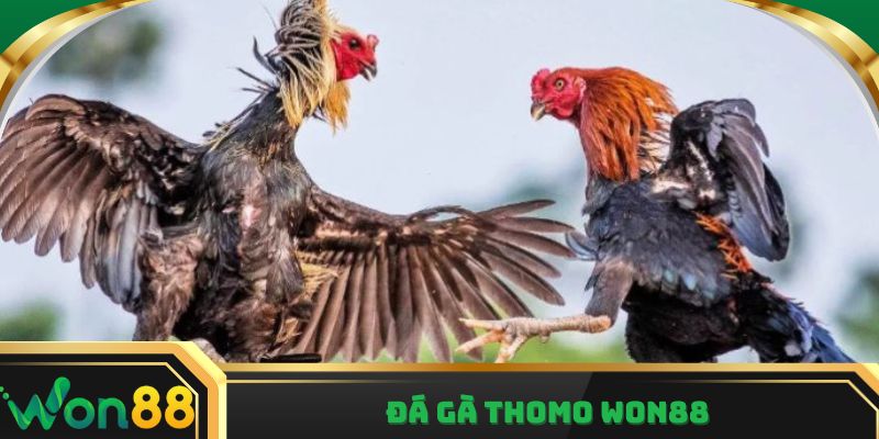 Đá gà Thomo