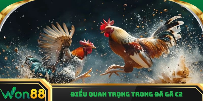 Điều quan trọng trong đá gà c2