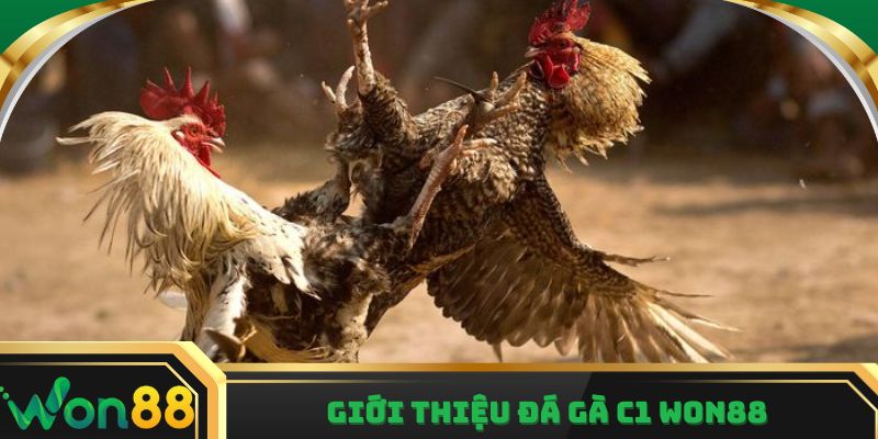 Giới thiệu đá gà c1 Won88