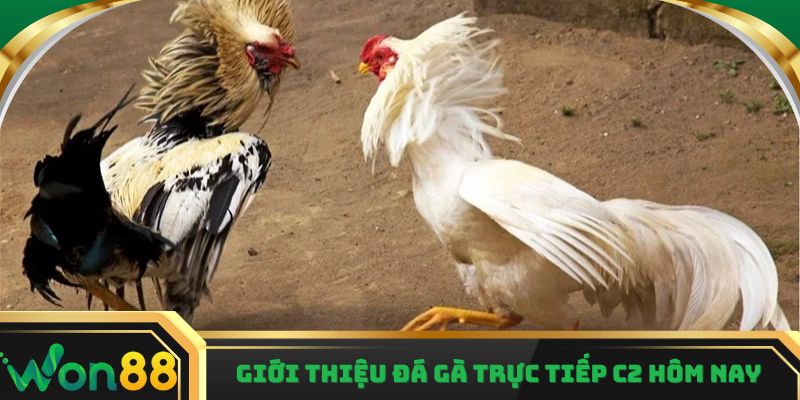 Giới thiệu đá gà trực tiếp c2 hôm nay