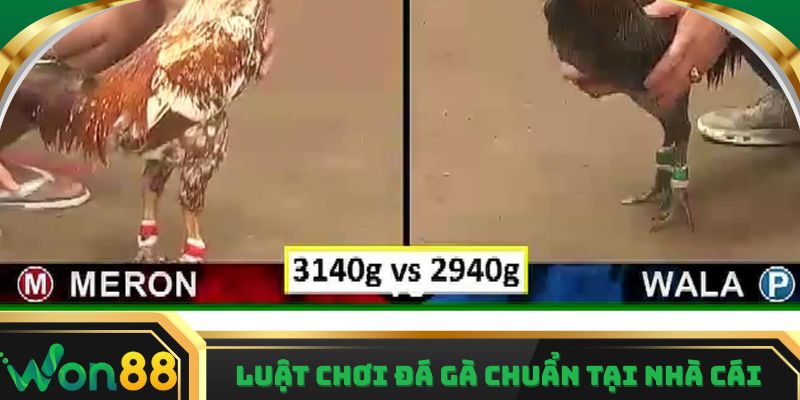 Luật chơi đá gà chuẩn và cách tham gia tại nhà cái