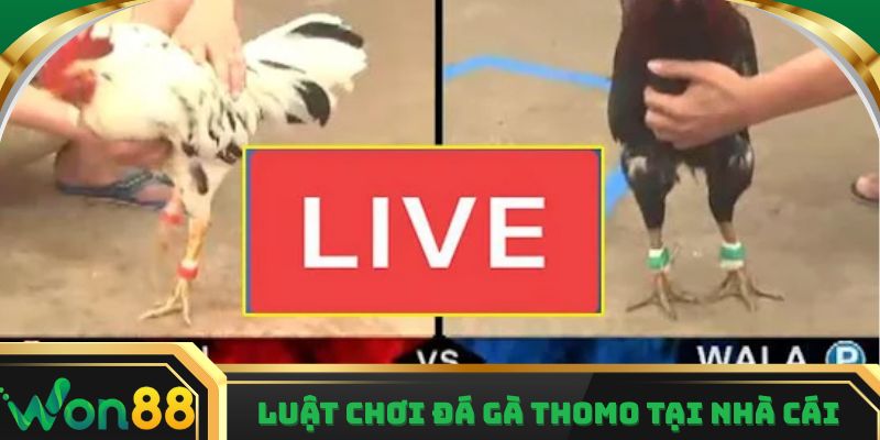 Luật chơi đá gà Thomo chuẩn và cách tham gia tại nhà cái