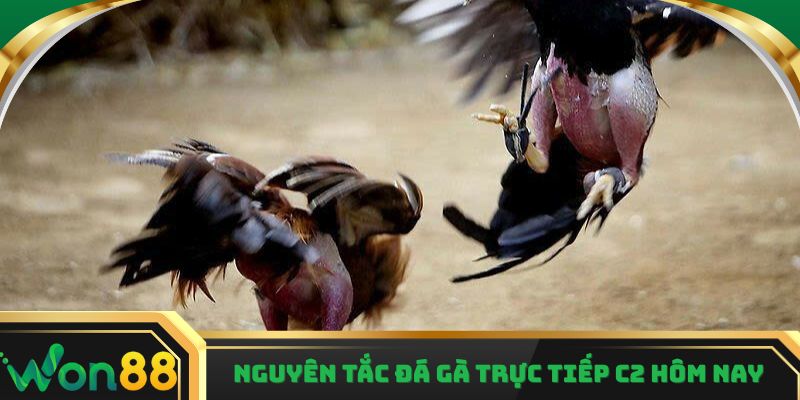 Nguyên tắc đá gà trực tiếp c2 hôm nay
