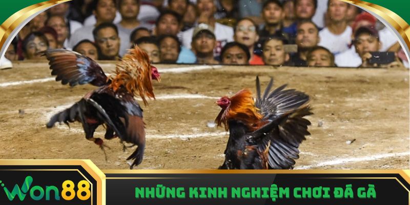 Những kinh nghiệm xem và tham gia cá cược đá gà