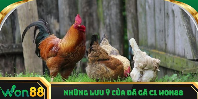 Những lưu ý của đá gà c1 Won88