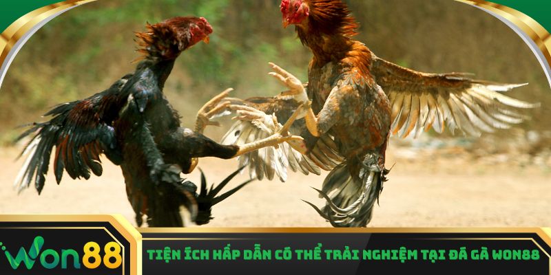 Tiện ích hấp dẫn có thể trải nghiệm tại đá gà Won88