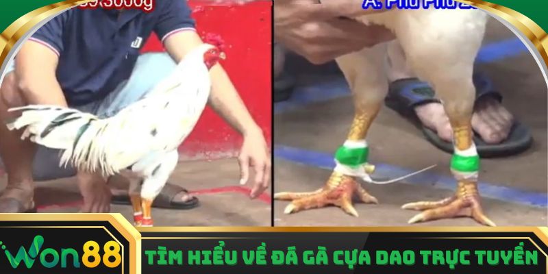 Tìm hiểu về hình thức đá gà cựa dao trực tuyến
