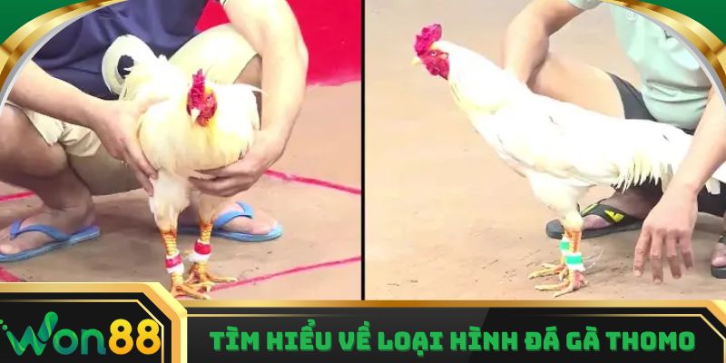 Tìm hiểu về loại hình đá gà Thomo